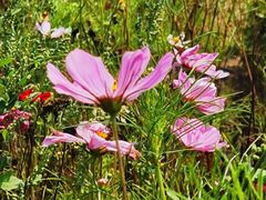 -紫海香堤香草艺术庄园