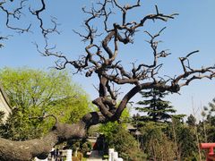 -大慈恩寺(大雁塔)