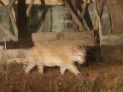 -清迈夜间动物园