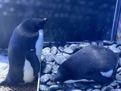 -上海海昌海洋公园