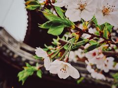 -龙华寺
