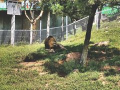 -西霞口神雕山野生动物世界