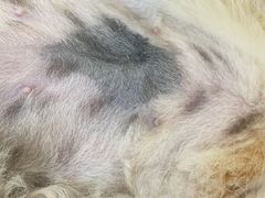 -瑞派雷欧宠物医院·24h夜诊·心脏骨科牙科·全科重症转诊中心(无影山店)