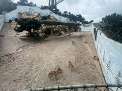 -西霞口神雕山野生动物世界