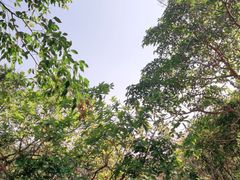 -清溪森林公园