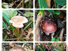 -白草畔自然风景区