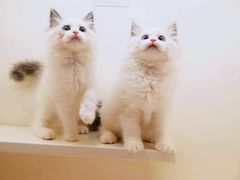 -十年猫舍·猫咪专门店(普陀店)