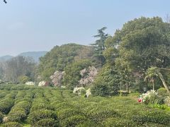 -中国茶叶博物馆(双峰馆区)