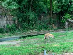 -清迈夜间动物园