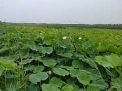 -西青郊野公园