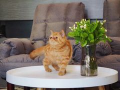 -熊小胖宠物生活馆(天华园店)