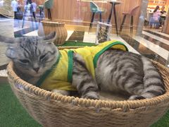 -袖虎·猫馆(体育西路店)