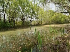 -西安浐灞国家湿地公园