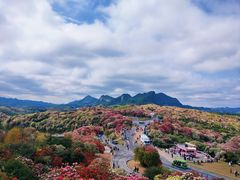 -贵州百里杜鹃风景名胜区