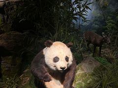 -四川大学博物馆
