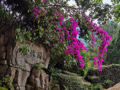 -深圳仙湖植物园