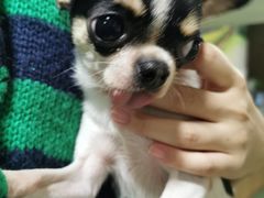 -藦茜花园宠物主题亲子互动体验馆(国顺东路店)