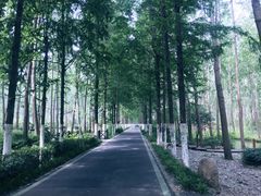 -合肥滨湖国家森林公园