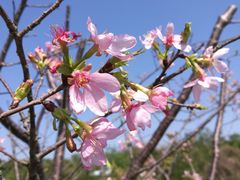 -天适樱花悠乐园