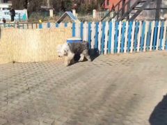 -趣玩宠物乐园寄养训犬训狗游泳池