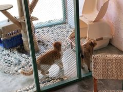 -喵屿·大理花园猫咖