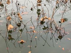 -尚贤河湿地