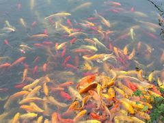 -武汉紫薇都市田园