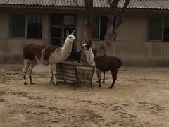 iphone_upload_pic-西安秦岭野生动物园