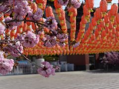 -龙口南山旅游景区
