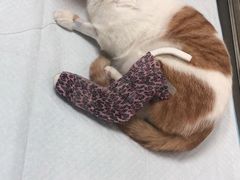 -动物缘宠物医院·骨科·猫科(西二环店)