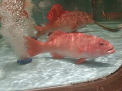 -阿伟海鲜楼·福建菜(延寿店)