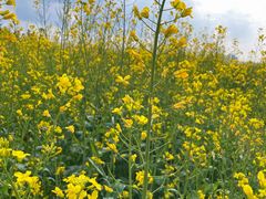 -光明小镇欢乐田园