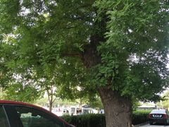 -七彩云南庆沣祥茶庄(金融街店)