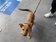 -宠颐生宠物医院·犬猫全科·皮肤科(商业街店)