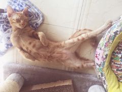 -申普宠物医院·眼科·心内科·影像科(普陀分院)