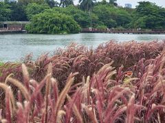 -海珠湖公园