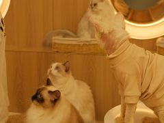 -瞄一喵猫咖(格力海岸店)