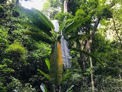 -西双版纳原始森林公园