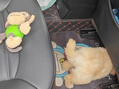 -东莞宠友24H宠物中心医院·转诊夜诊·异宠(新河北路院)