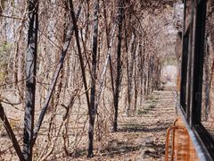 -合肥滨湖国家森林公园