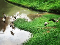 -吉隆坡雀鸟公园