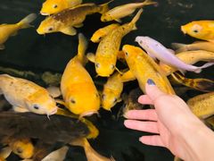 -千岛湖鱼味馆(十字街总店)