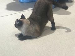 -藏猫猫咖啡主题馆(中央大道店)