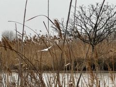 -盐城丹顶鹤湿地生态旅游区