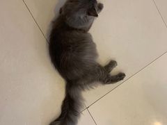 -平行世界·猫咖(首经贸店)