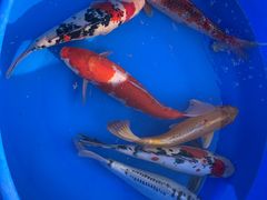 -中环花鸟鱼虫市场
