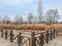 -野鸭湖国家湿地公园