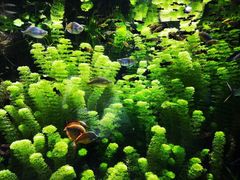 -迪拜水族馆及水下动物园