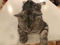 -Cappucimeow猫咪咖啡馆(韦伯时代店)