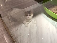 -悠尼宠物·独立低压伊珊娜洗护·美容·寄养(兰谷路店)